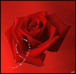 ورود حمراء متحركة اجمل باقات ورد وزهور متحركة - صور ورد وزهور Rose Flower images
